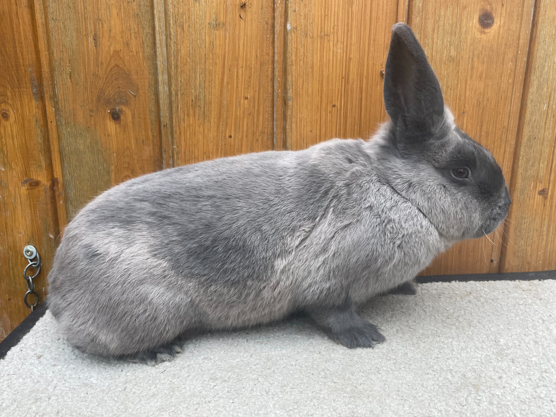Europachampion Große Marder blau
