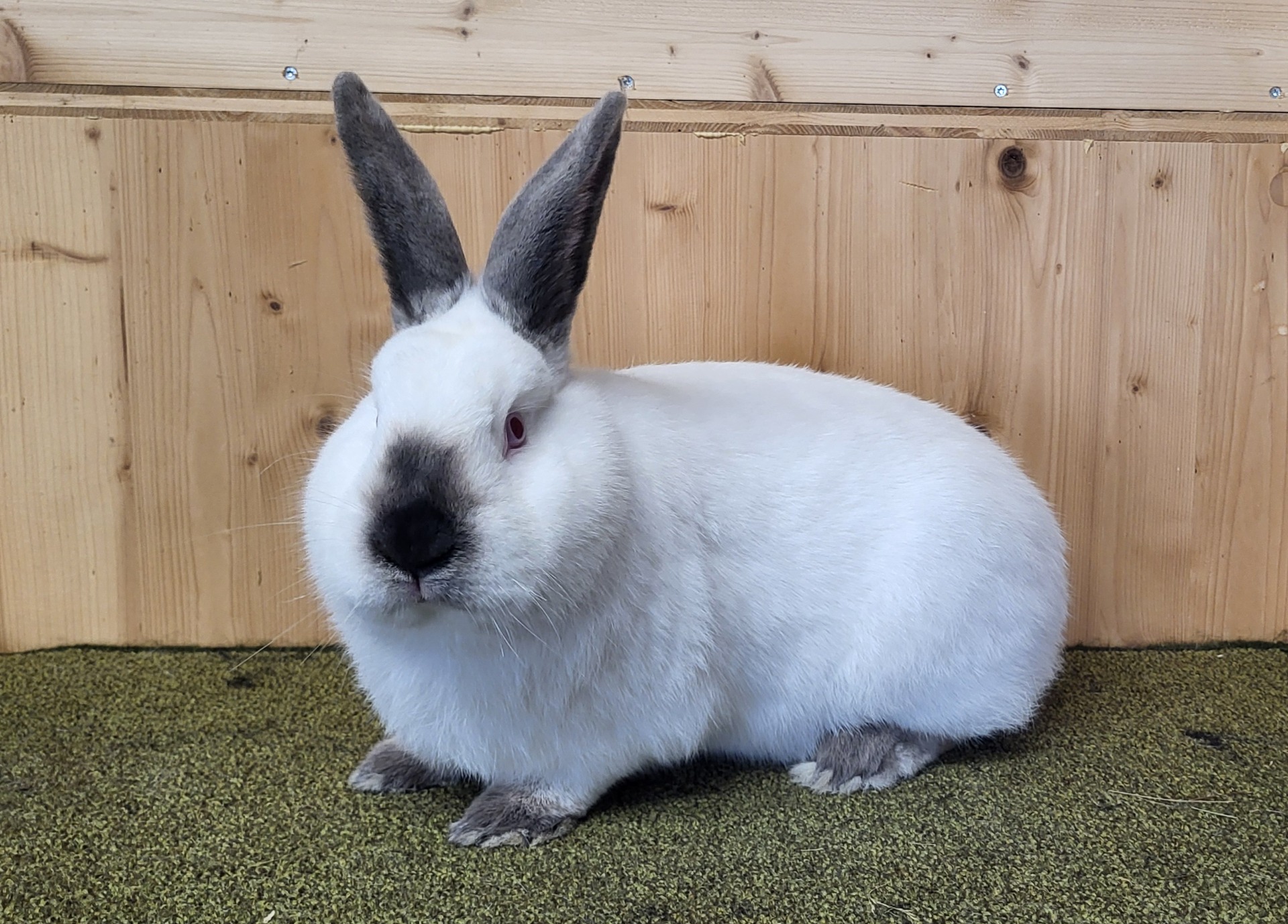 Europachampion Kalifornier blau-weiß